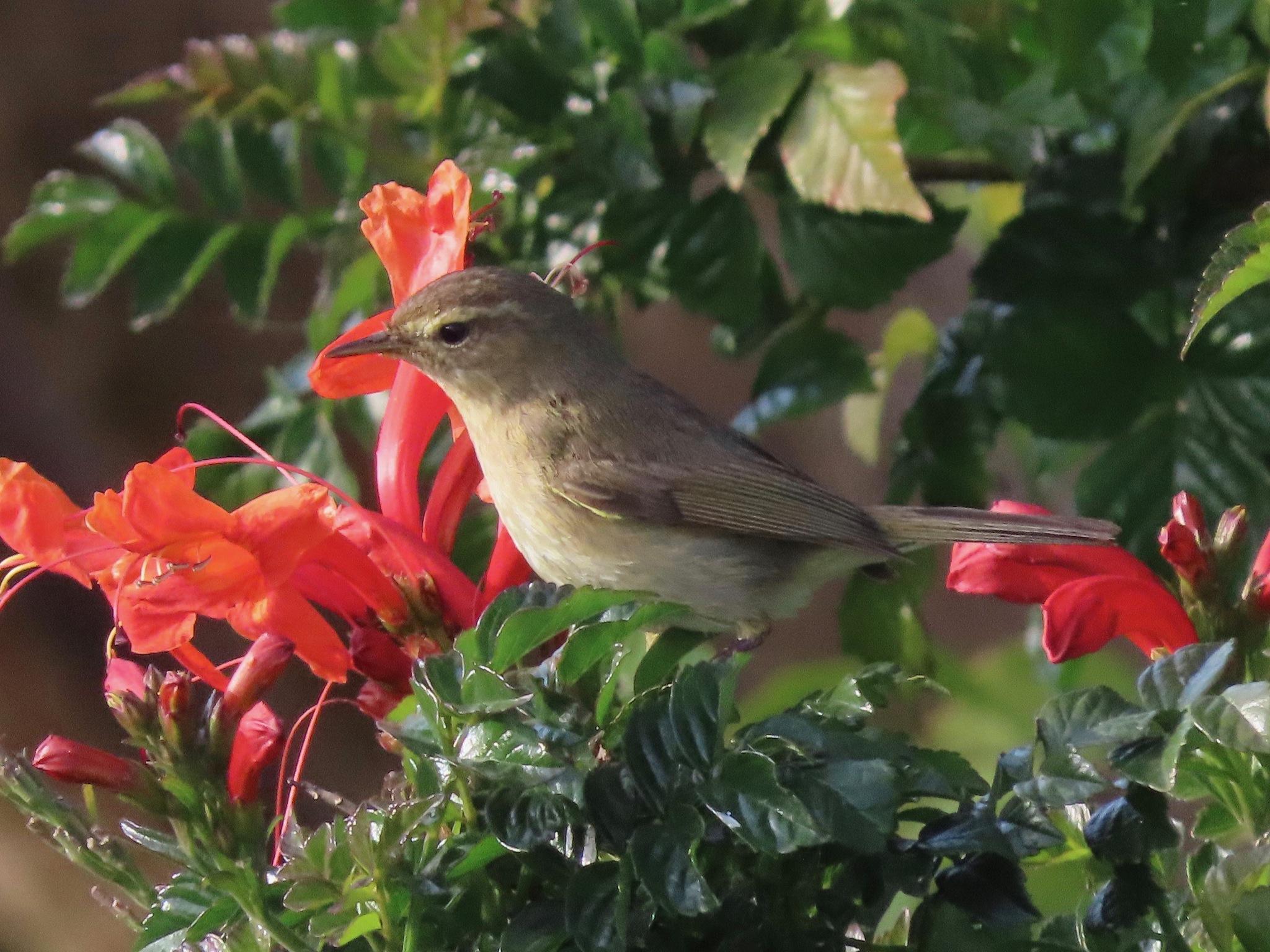 Mosquitero Canario