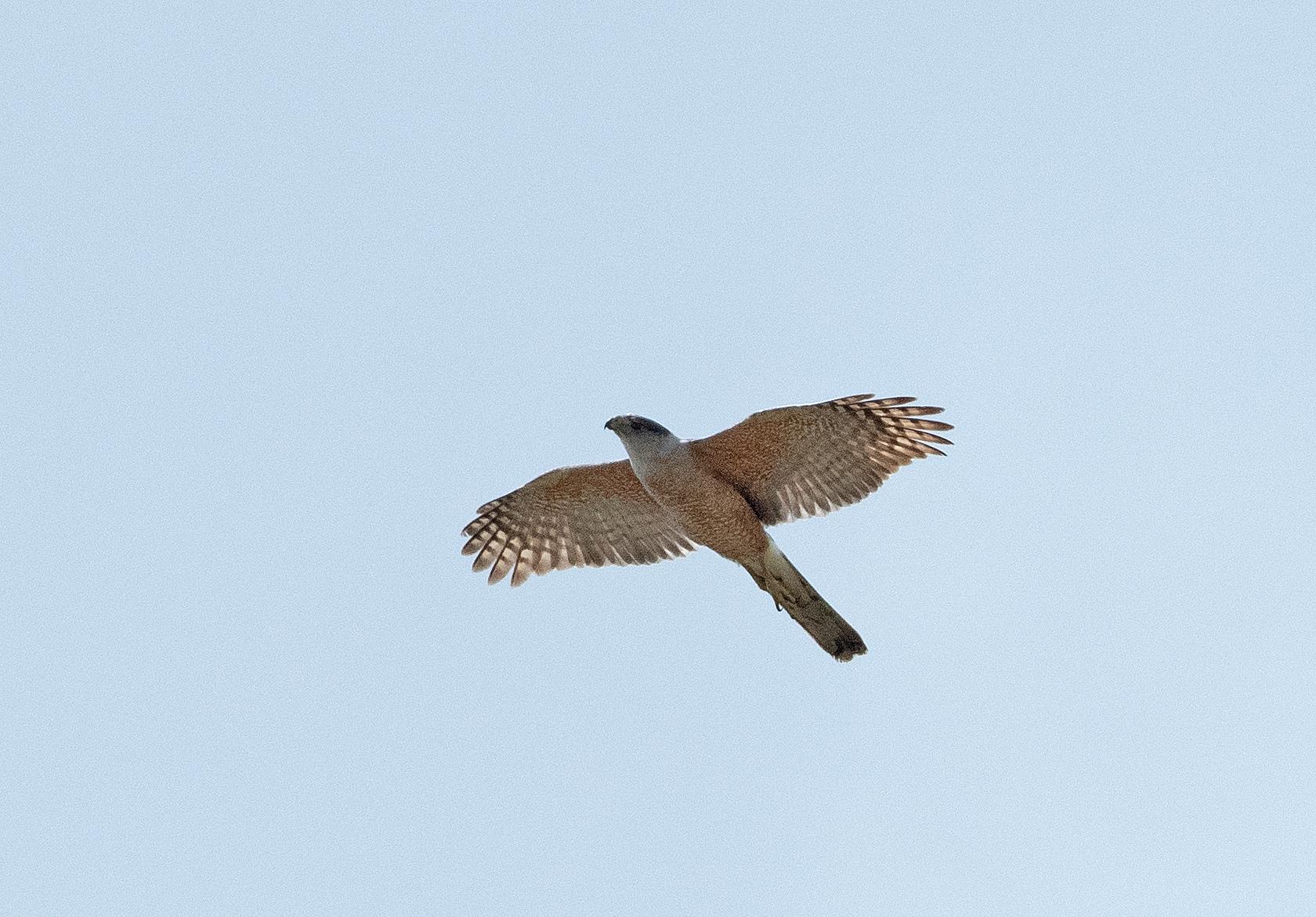 Gundlach's Hawk