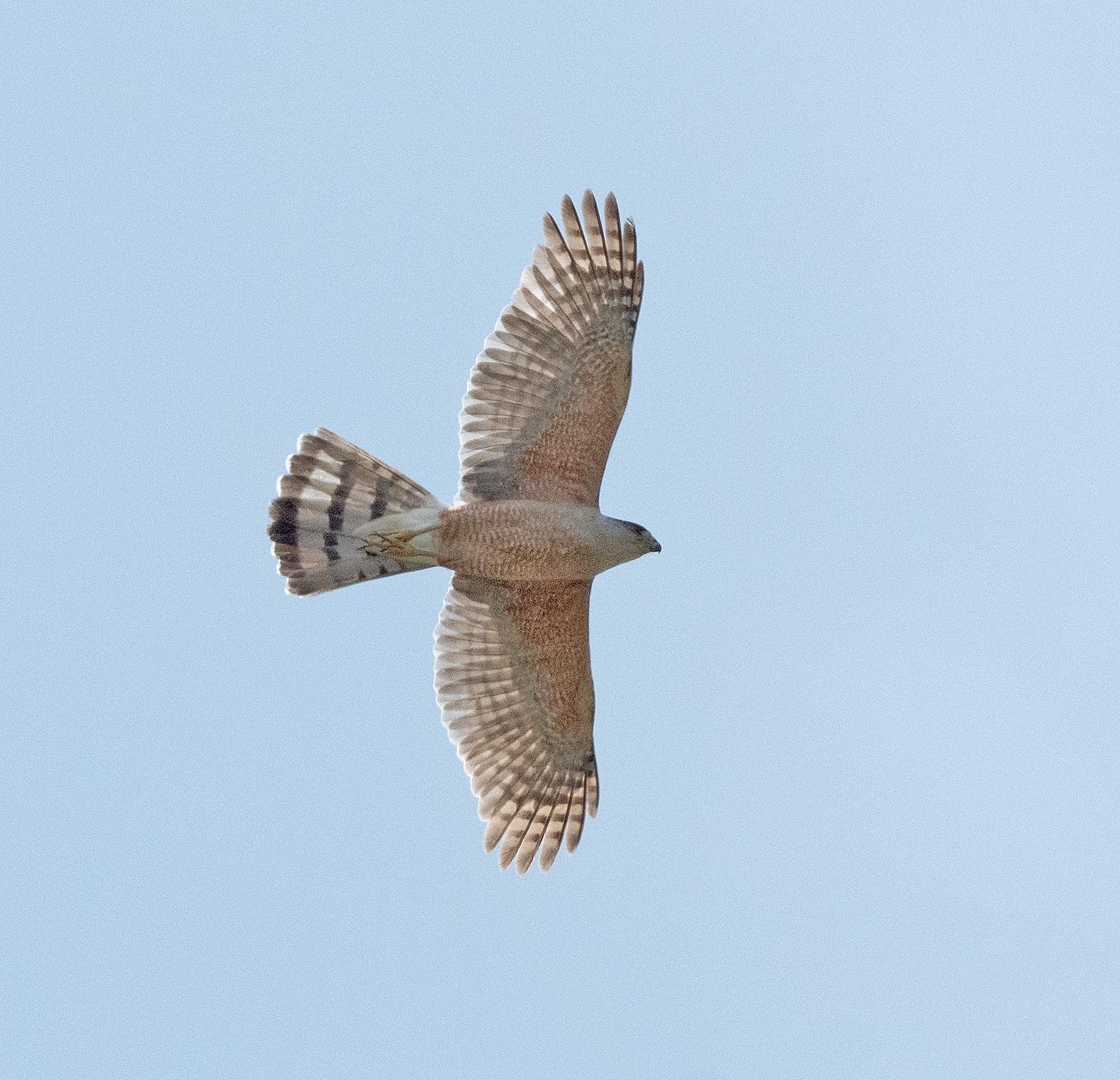 Gundlach's Hawk