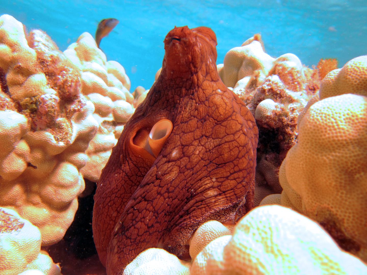 Pulpo azul