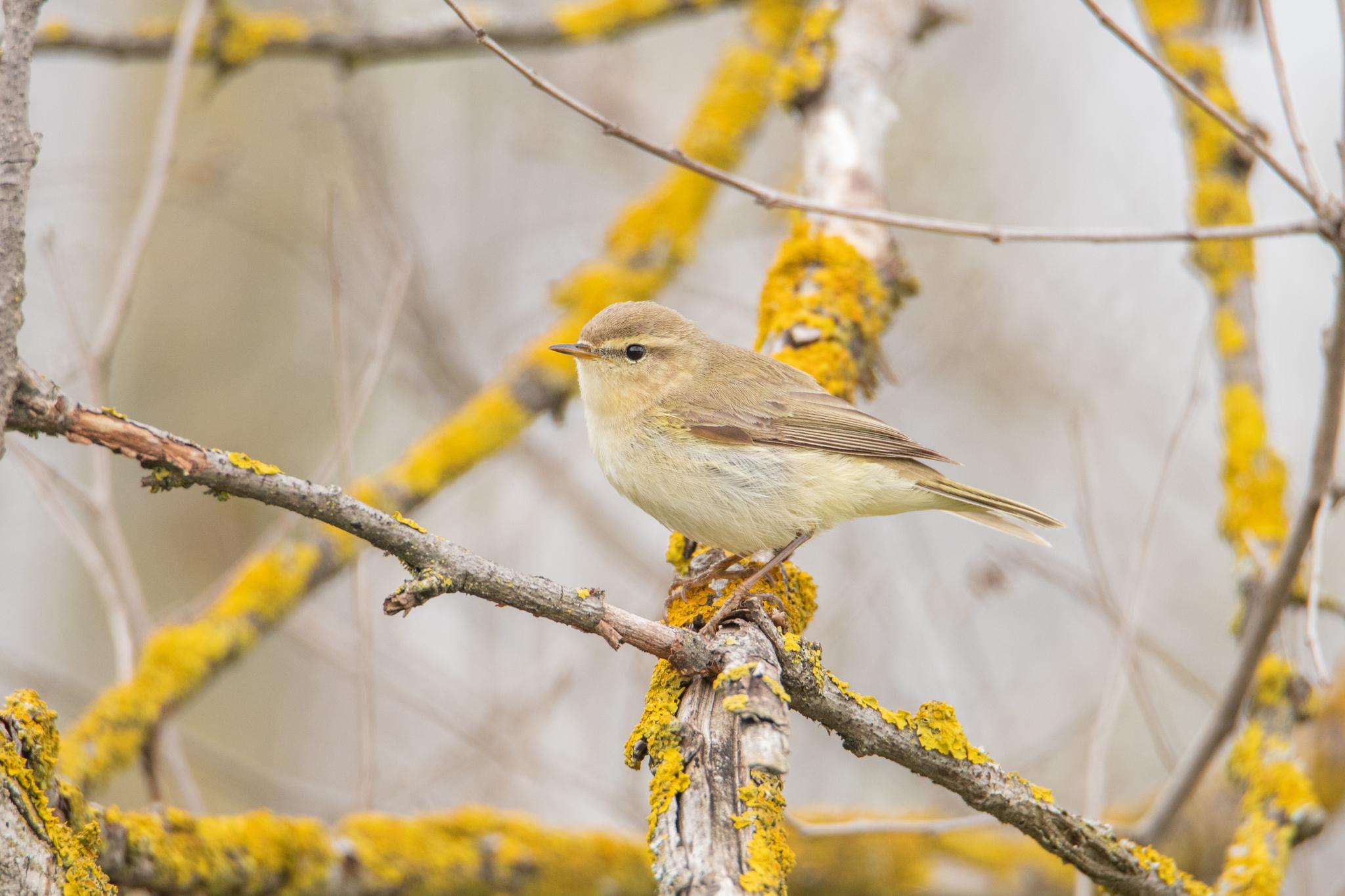 Mosquitero musical