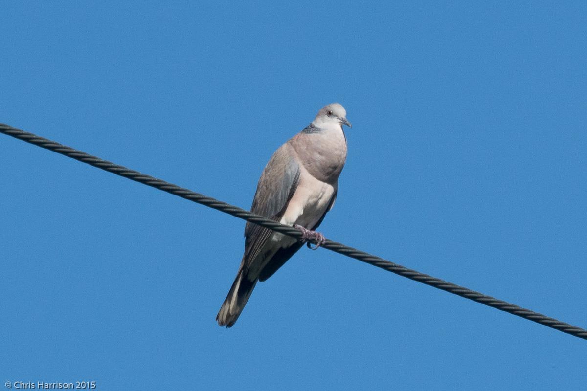 Philippine Collared-Dove