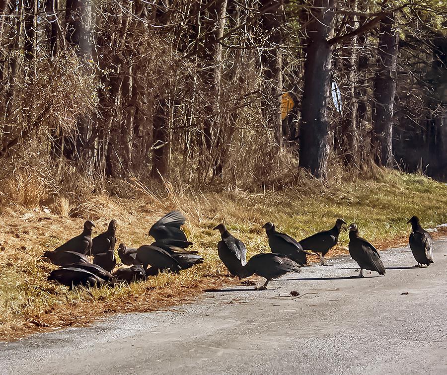 Black Vulture