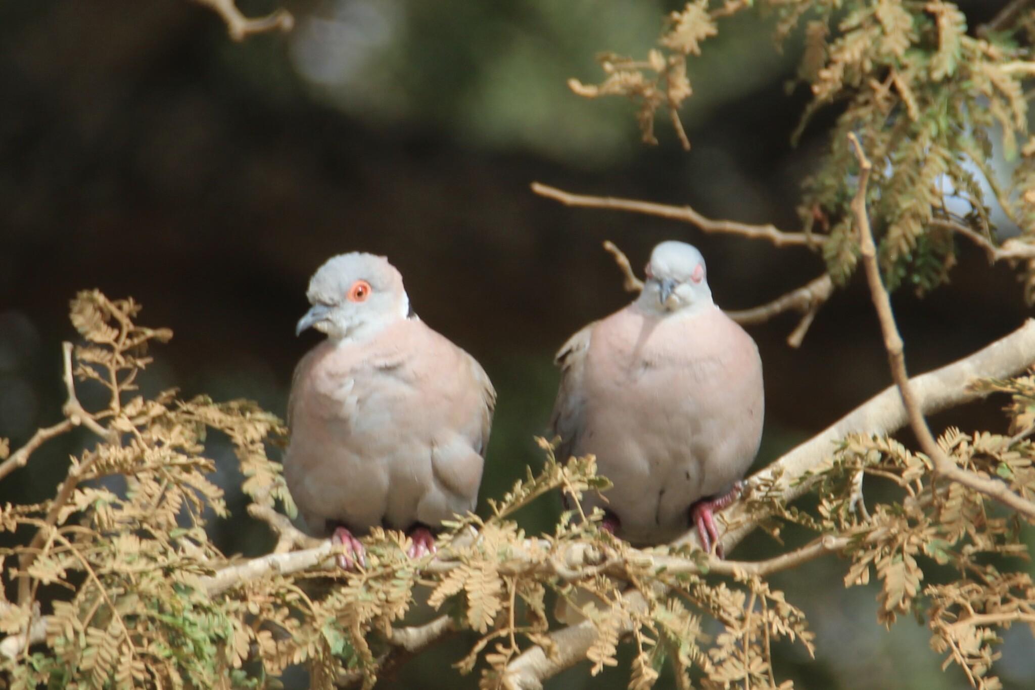 Mourning Collared Dove