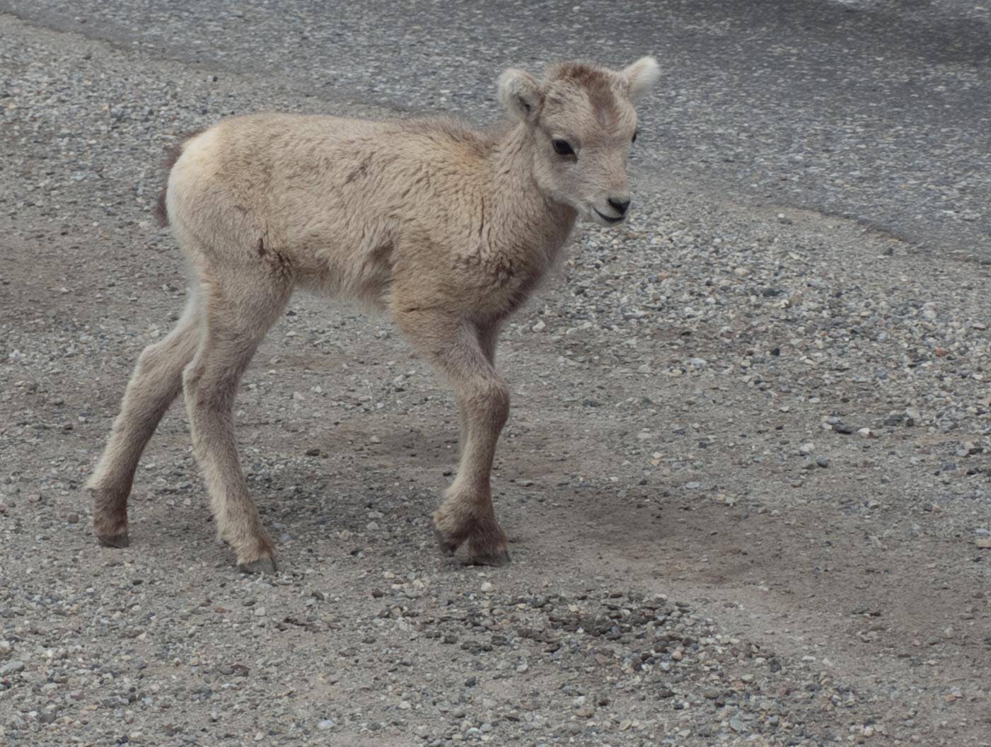 Borrego de Dall