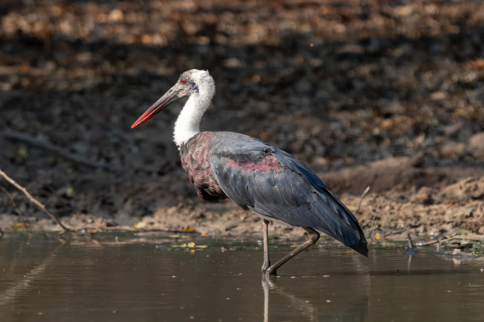 Cigüeña lanuda africana