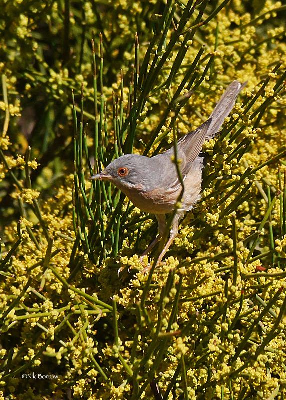 Moltoni's Warbler