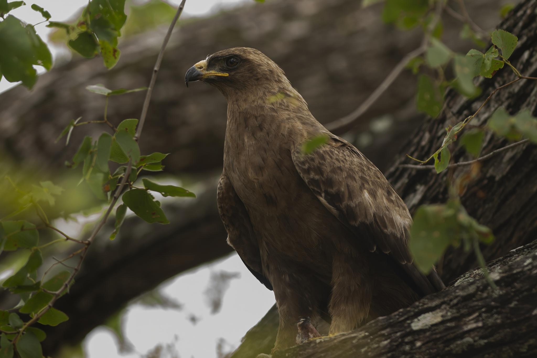 Águila de Wahlberg