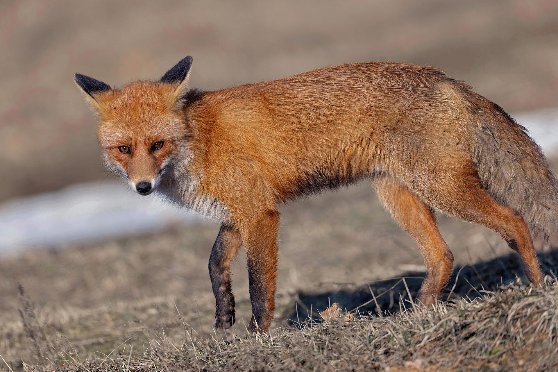 Red Fox