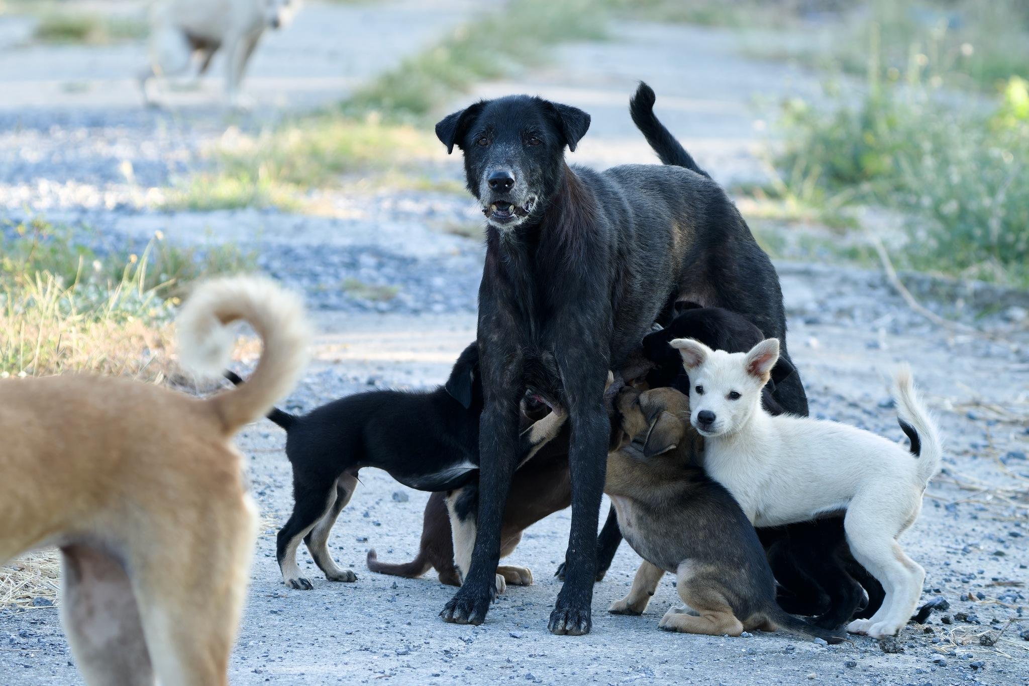 Perro Doméstico