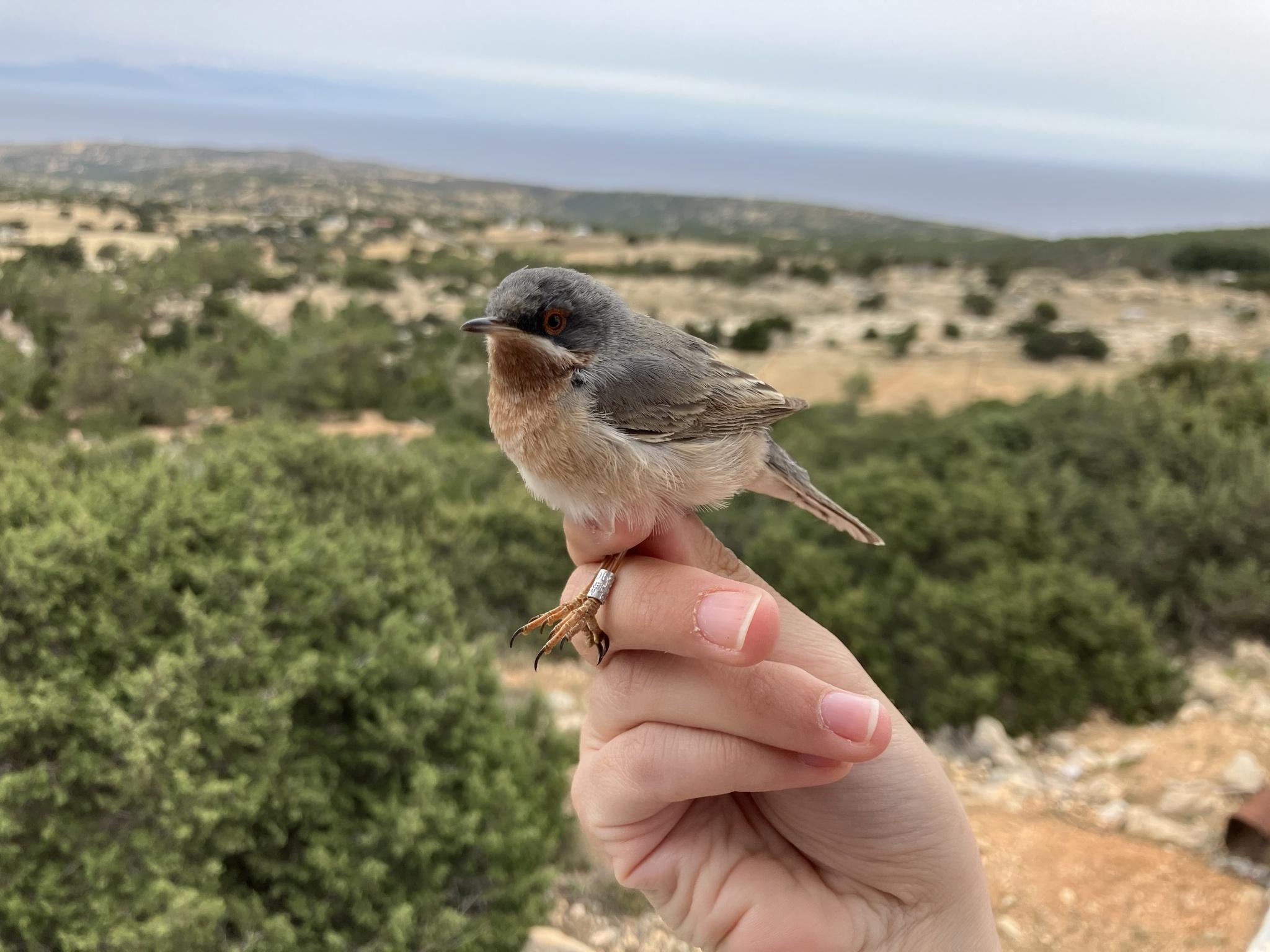 Eastern Subalpine Warbler