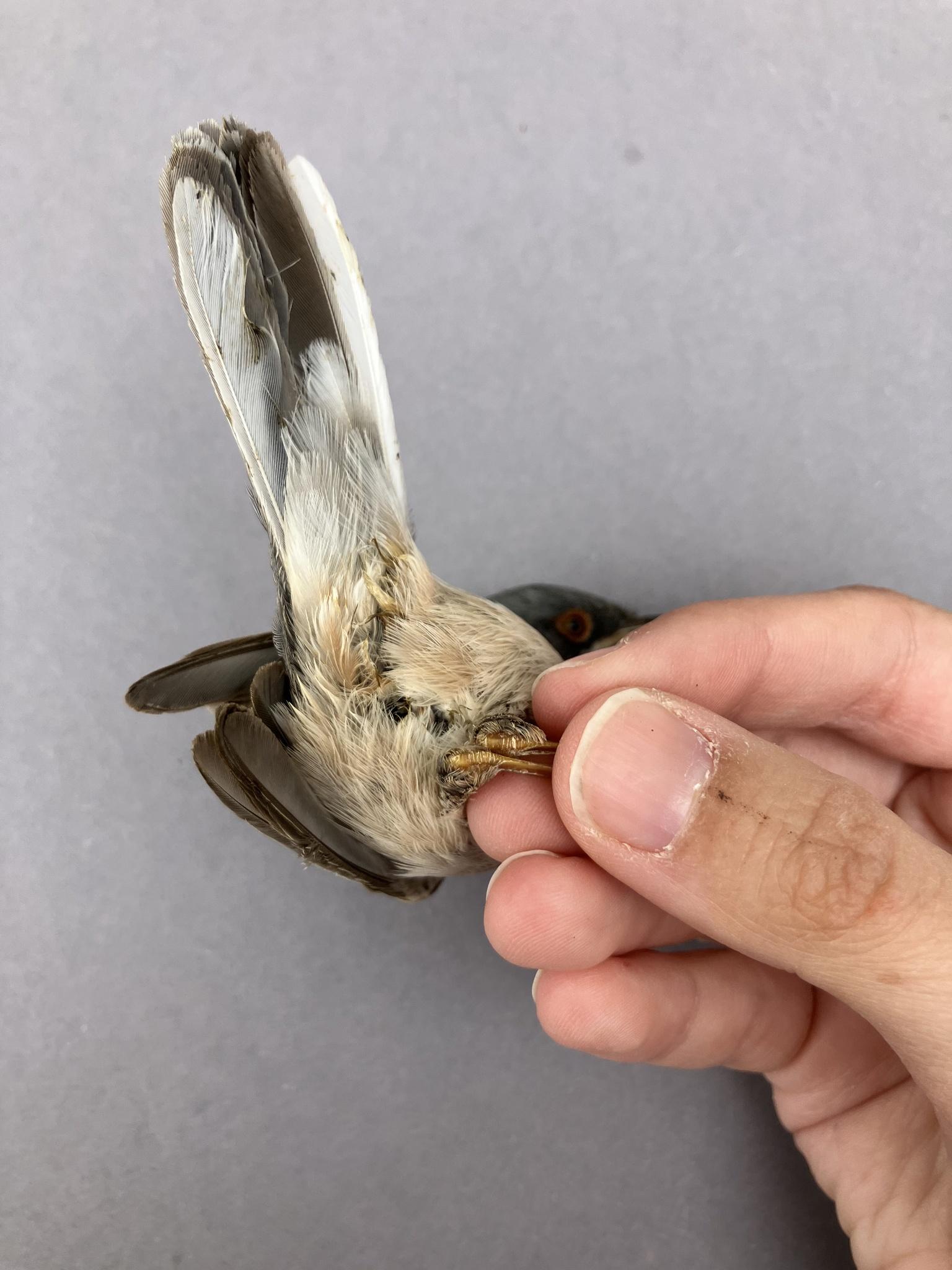 Eastern Subalpine Warbler