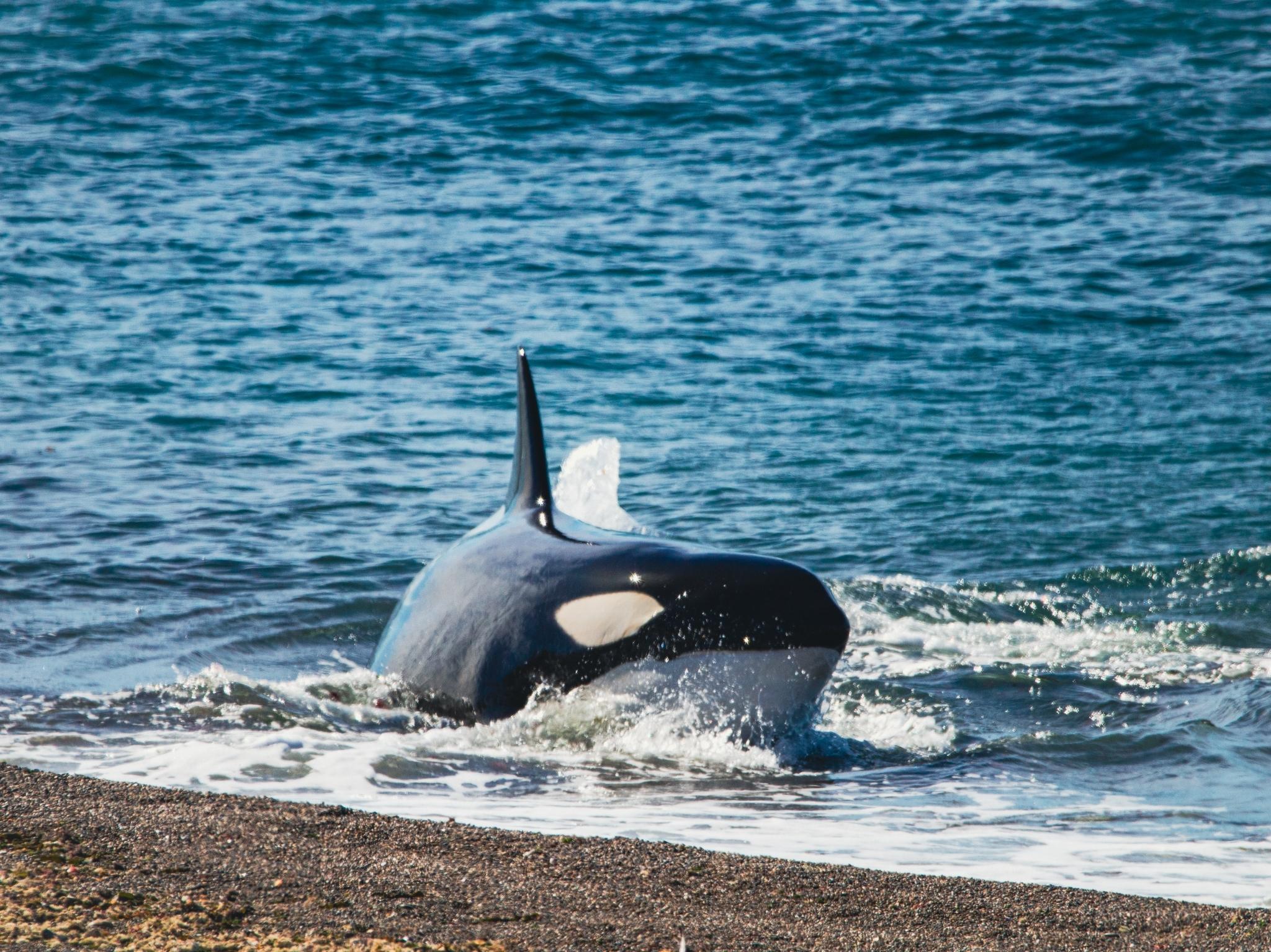 Orca