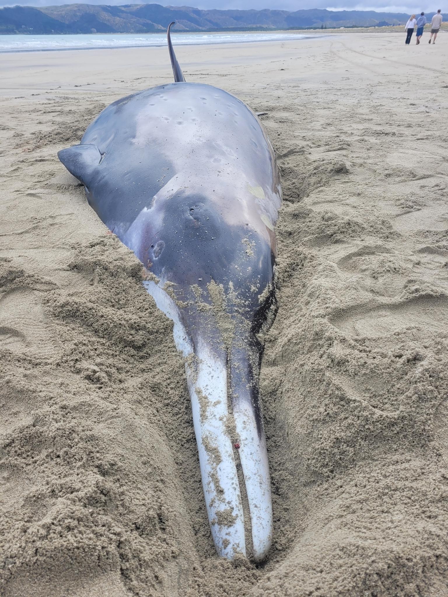 Strap-toothed Beaked Whale