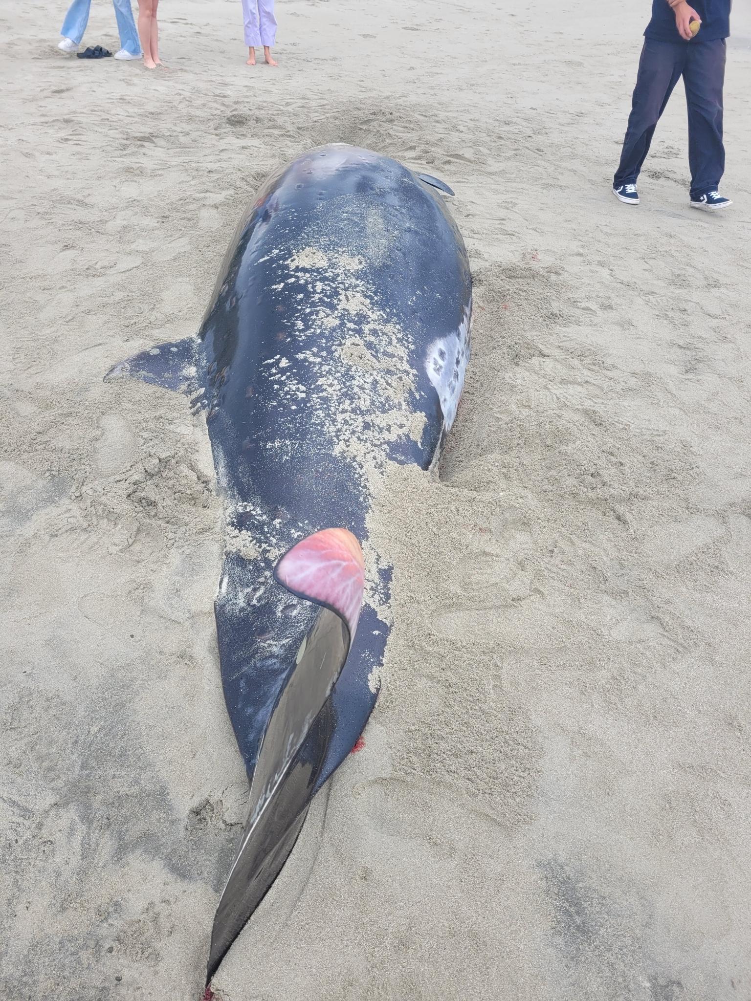 Strap-toothed Beaked Whale