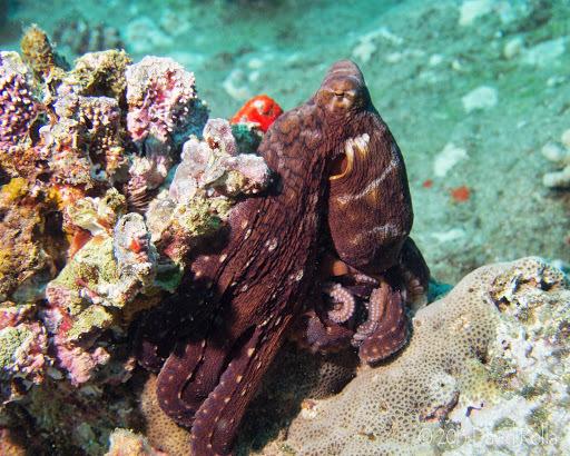 Pulpo azul