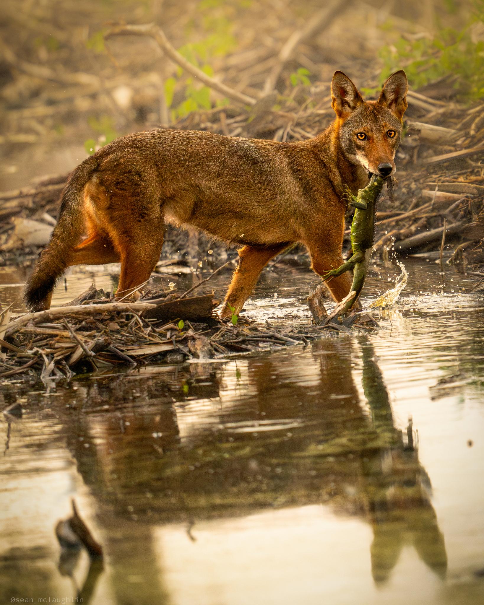 Coyote