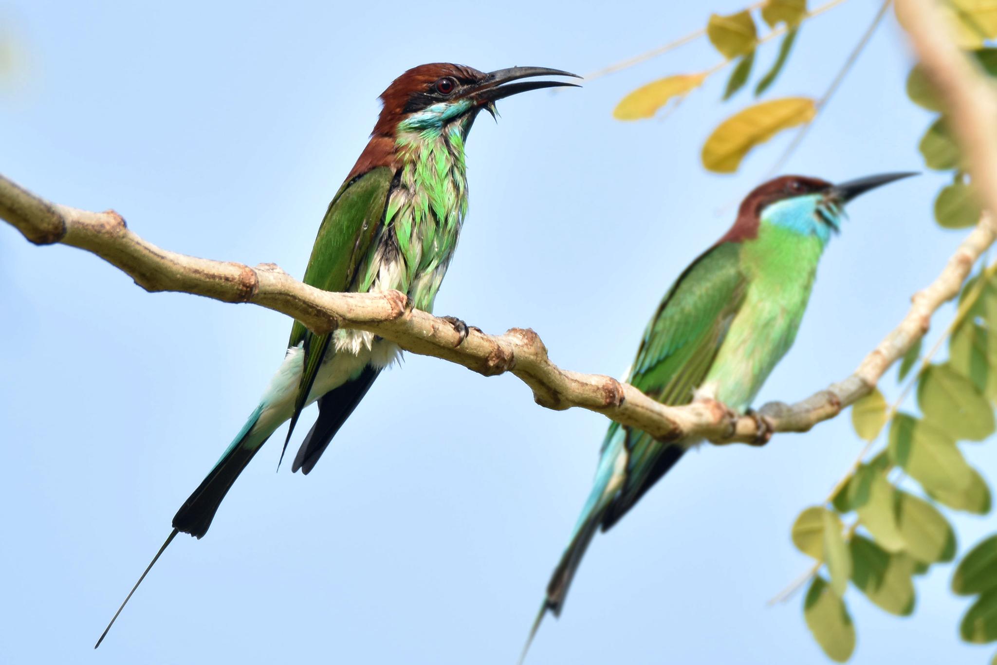 Abejaruco Gorjiazul