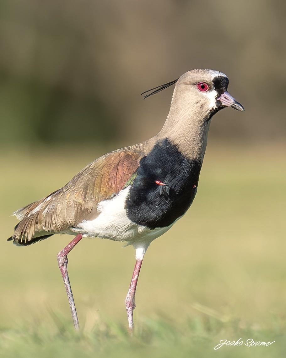 Southern Lapwing