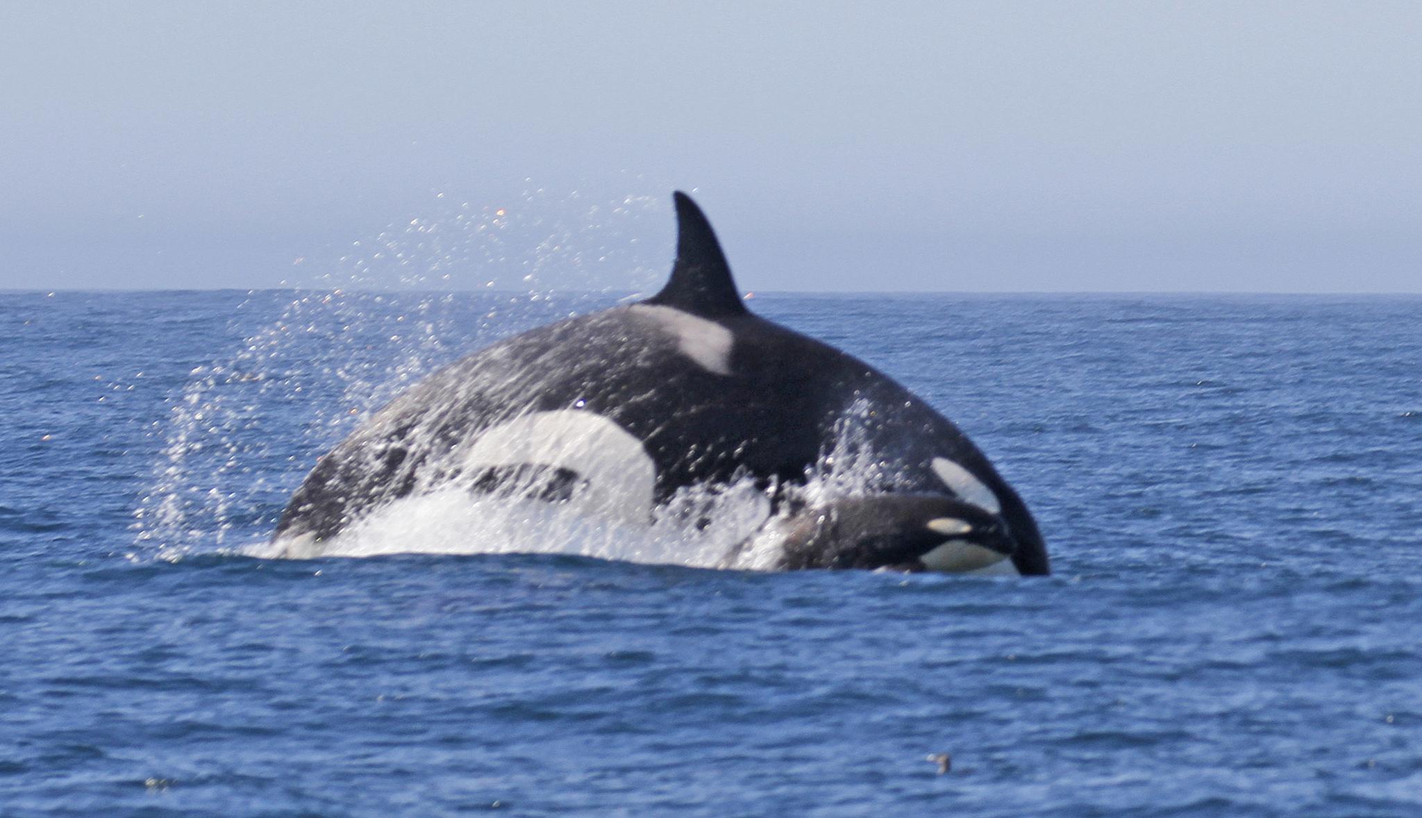 Orca
