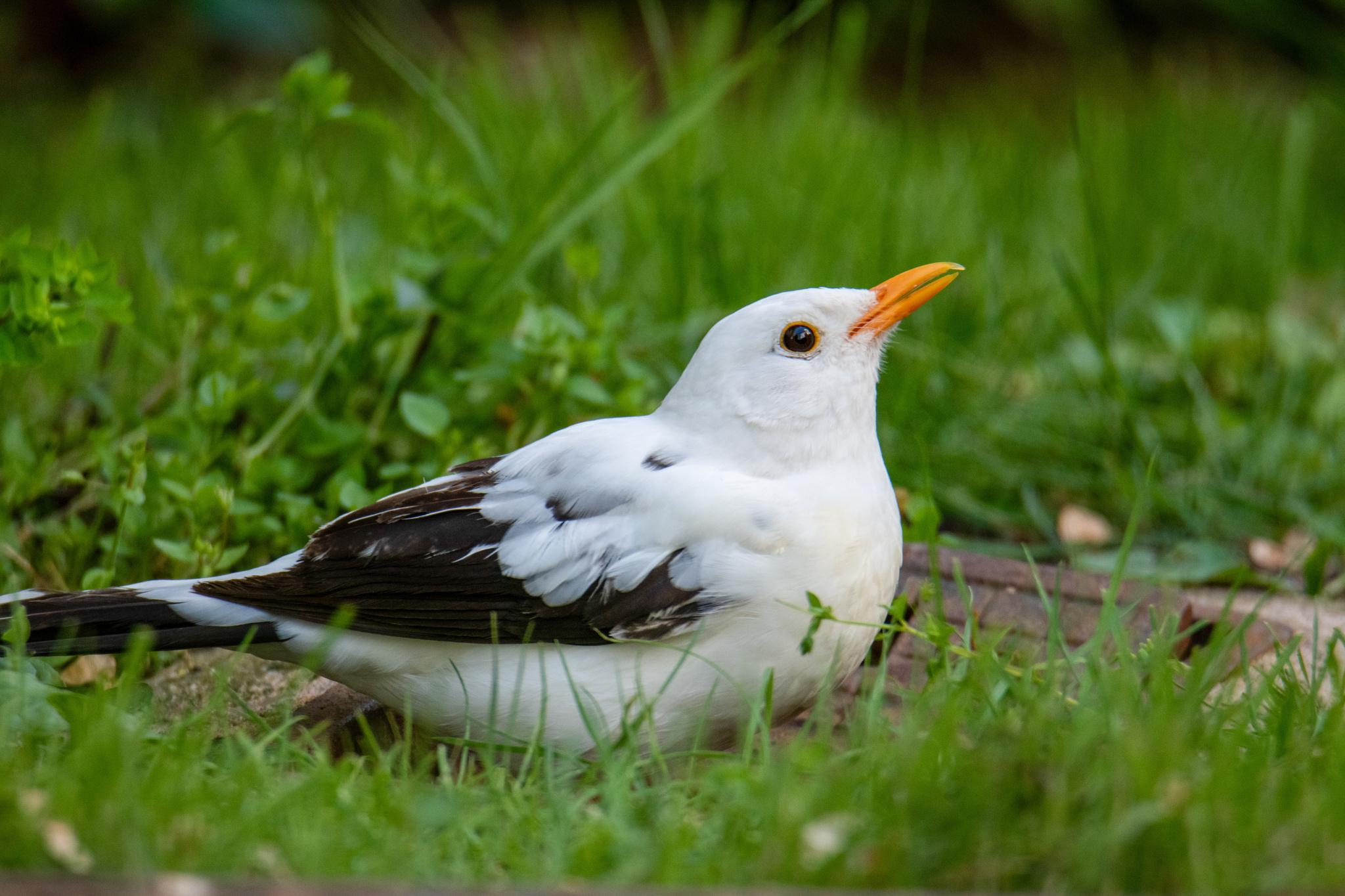 Eurasian Blackbird