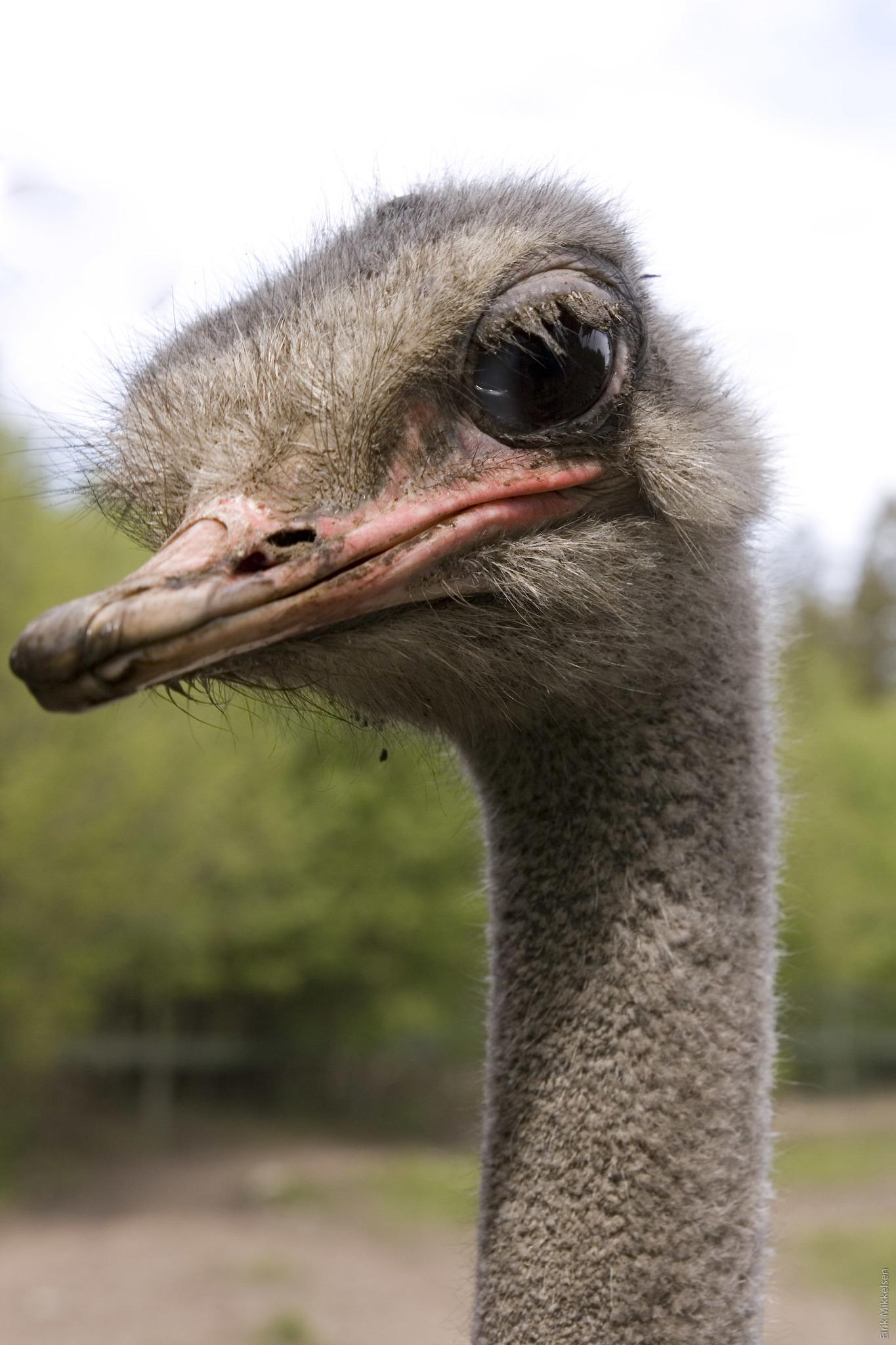 Aves
