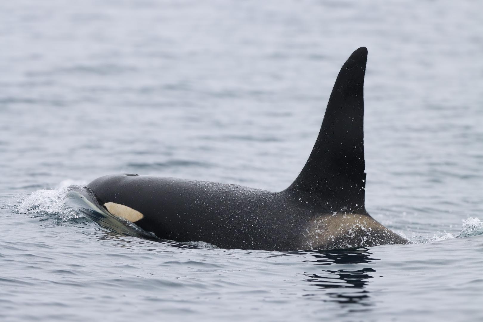 Orca