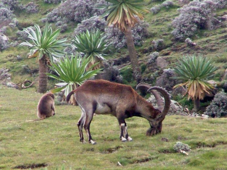 Cabra Montés de Etiopía