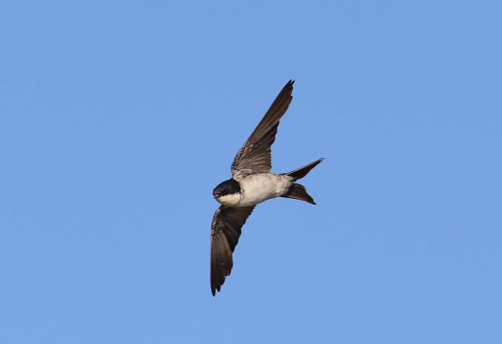 Avión común