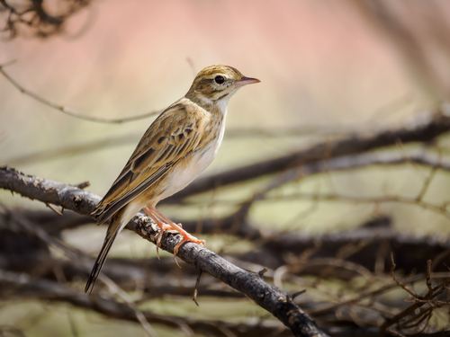 Anthus australis
