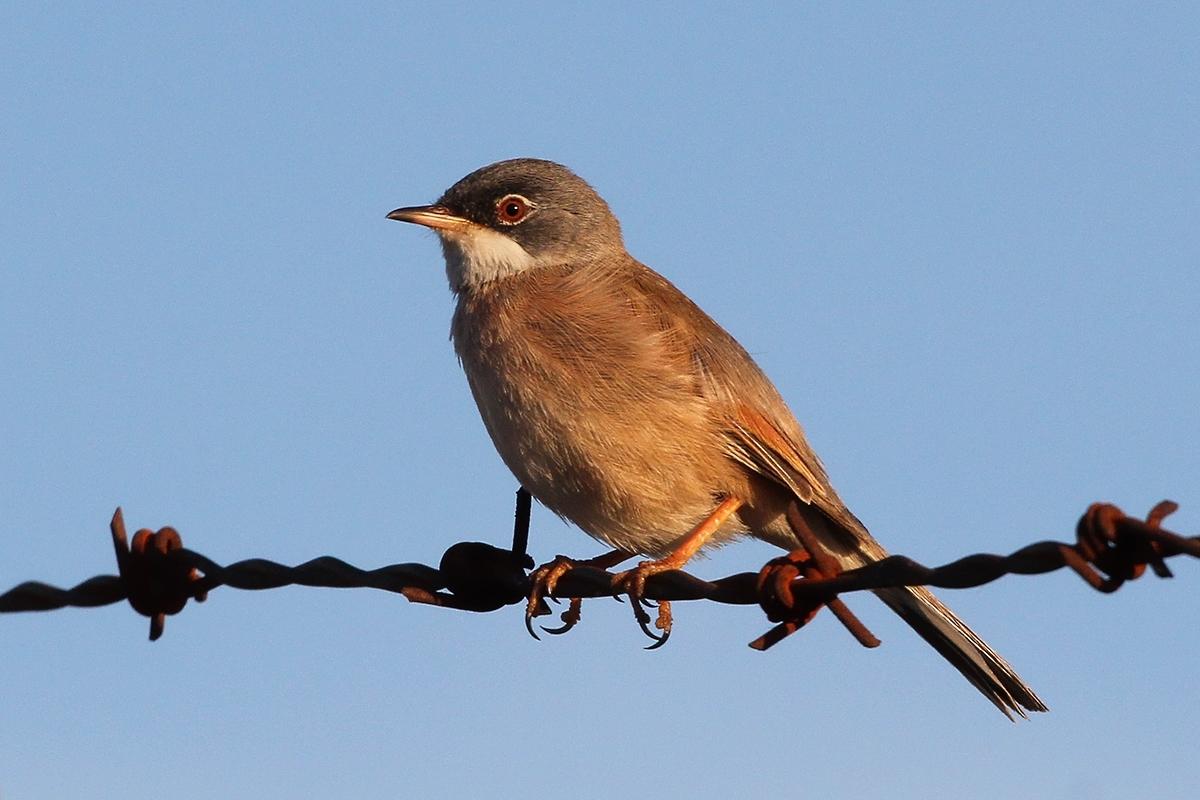 Spectacled Warbler