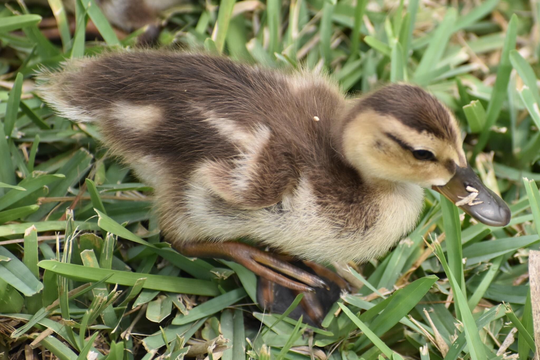 Pato tejano
