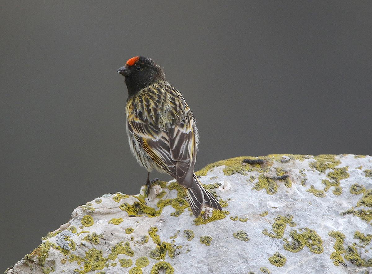 Fire-fronted Serin