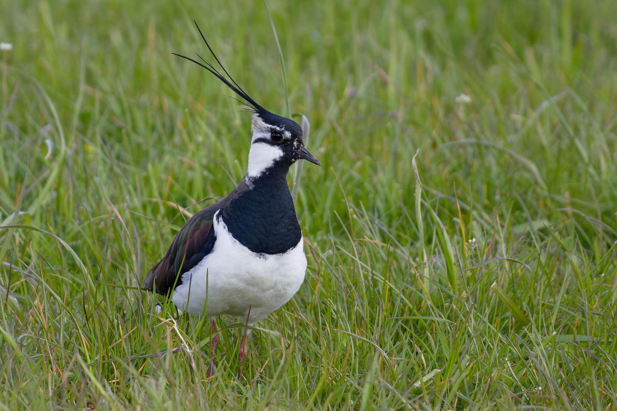 Avefría europea