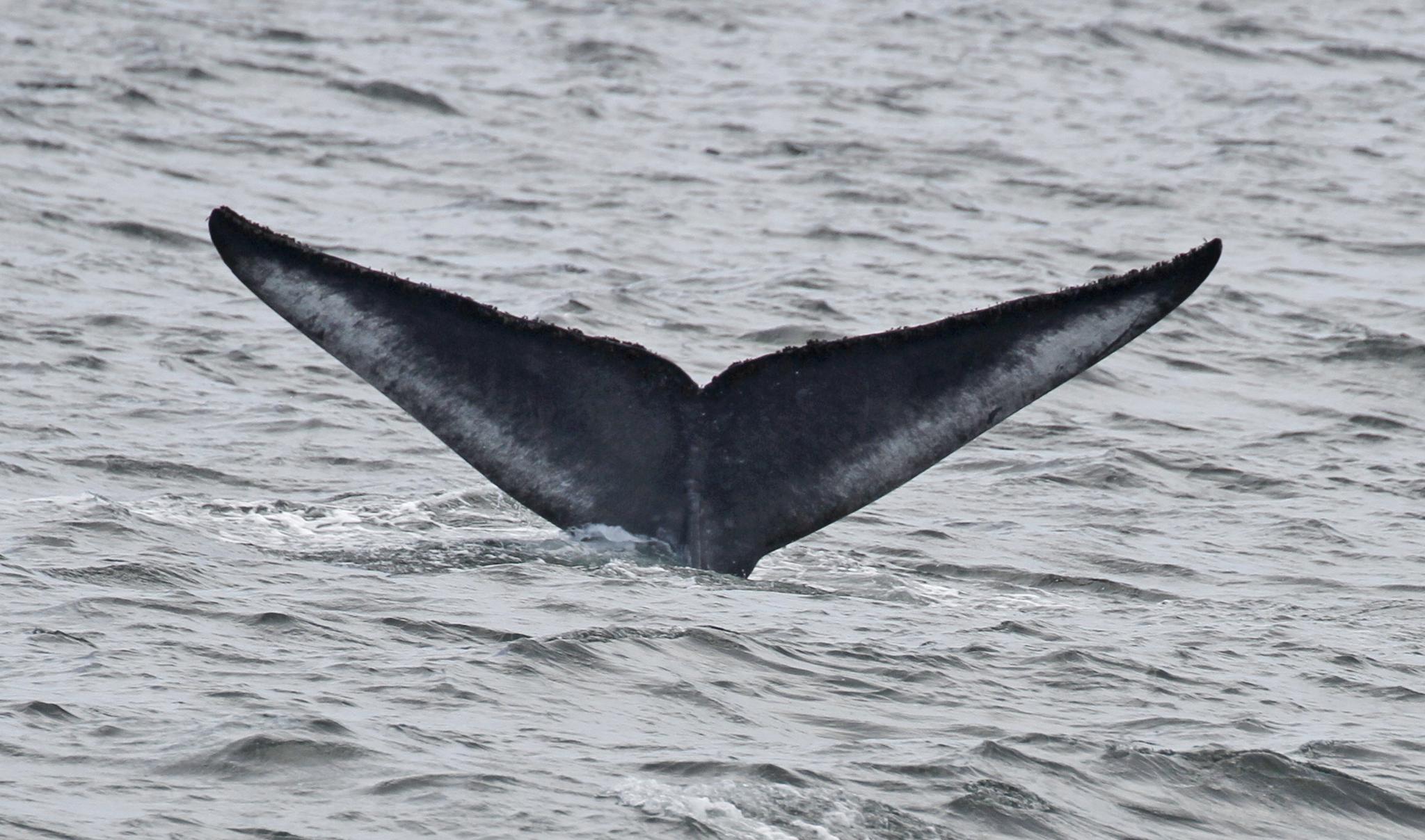 Ballena azul
