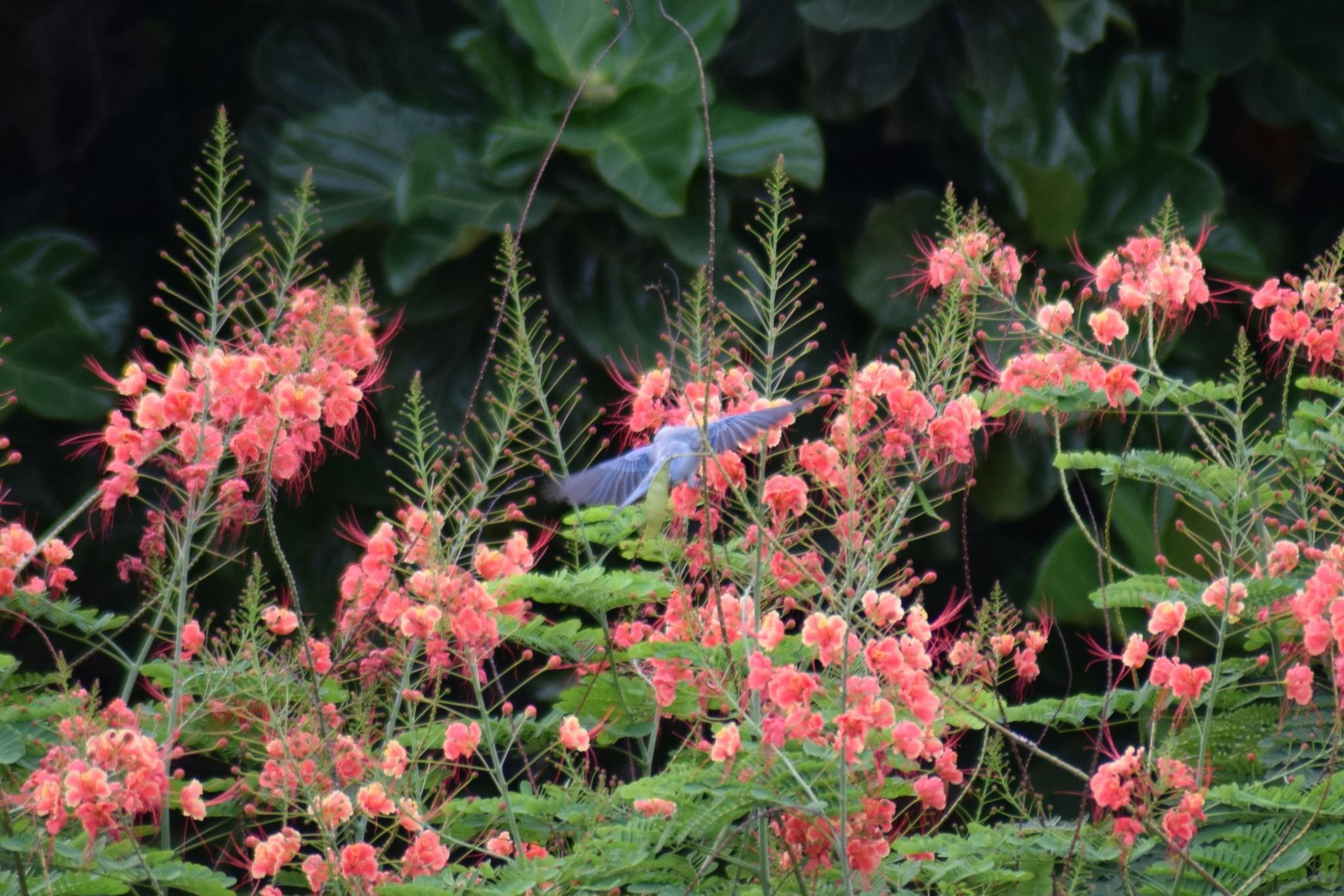Blue-gray Tanager