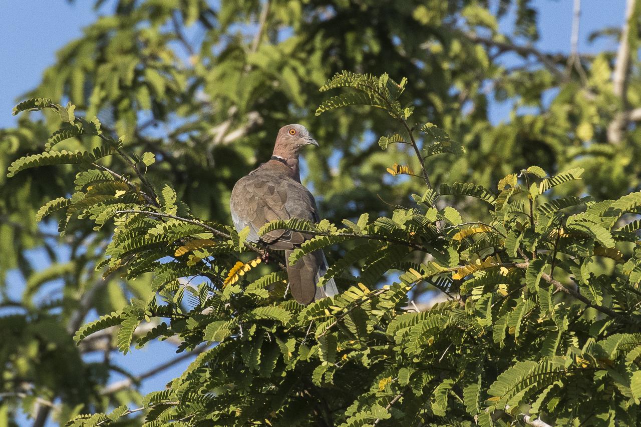 Sunda Collared-Dove