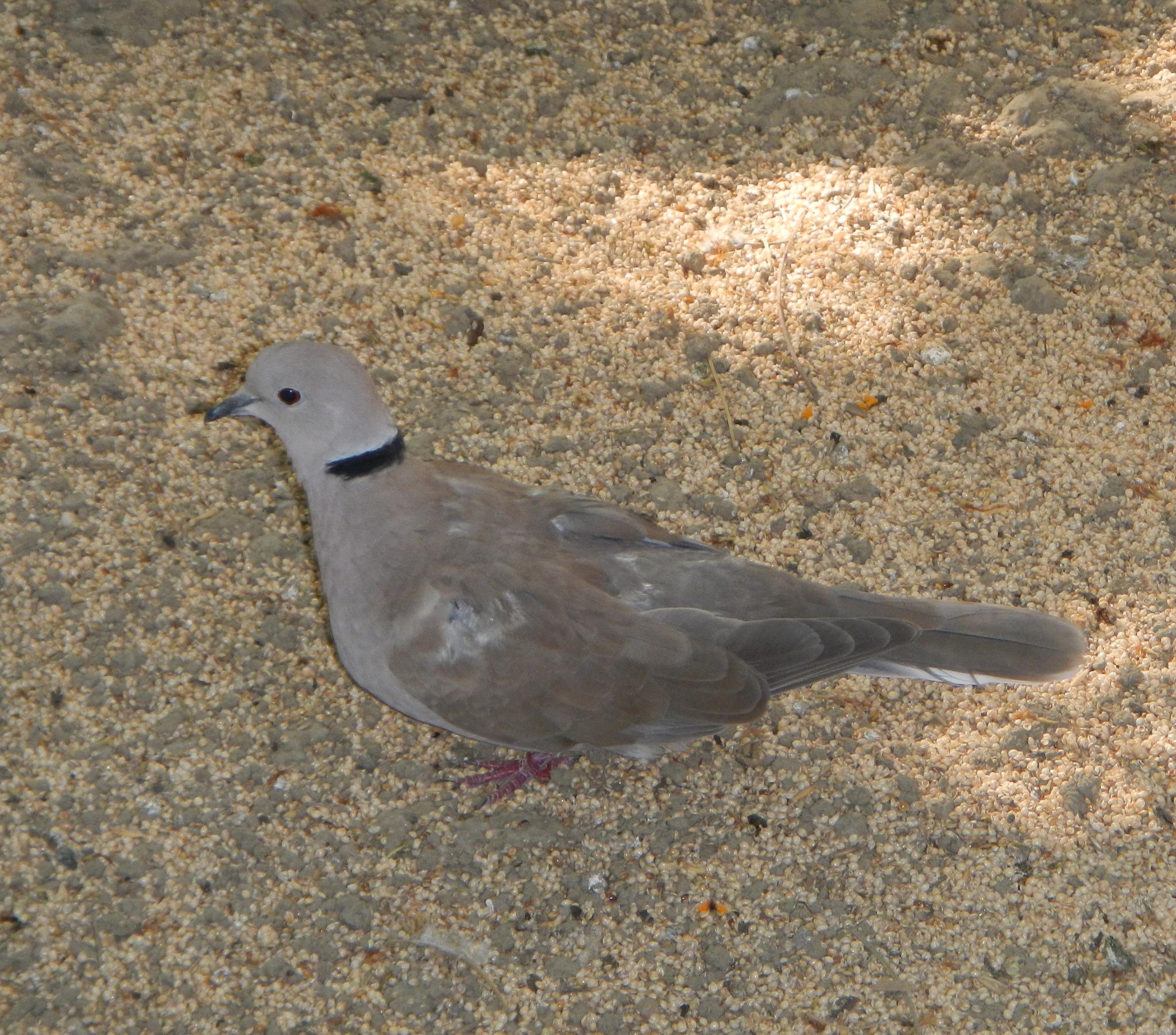 Sunda Collared-Dove