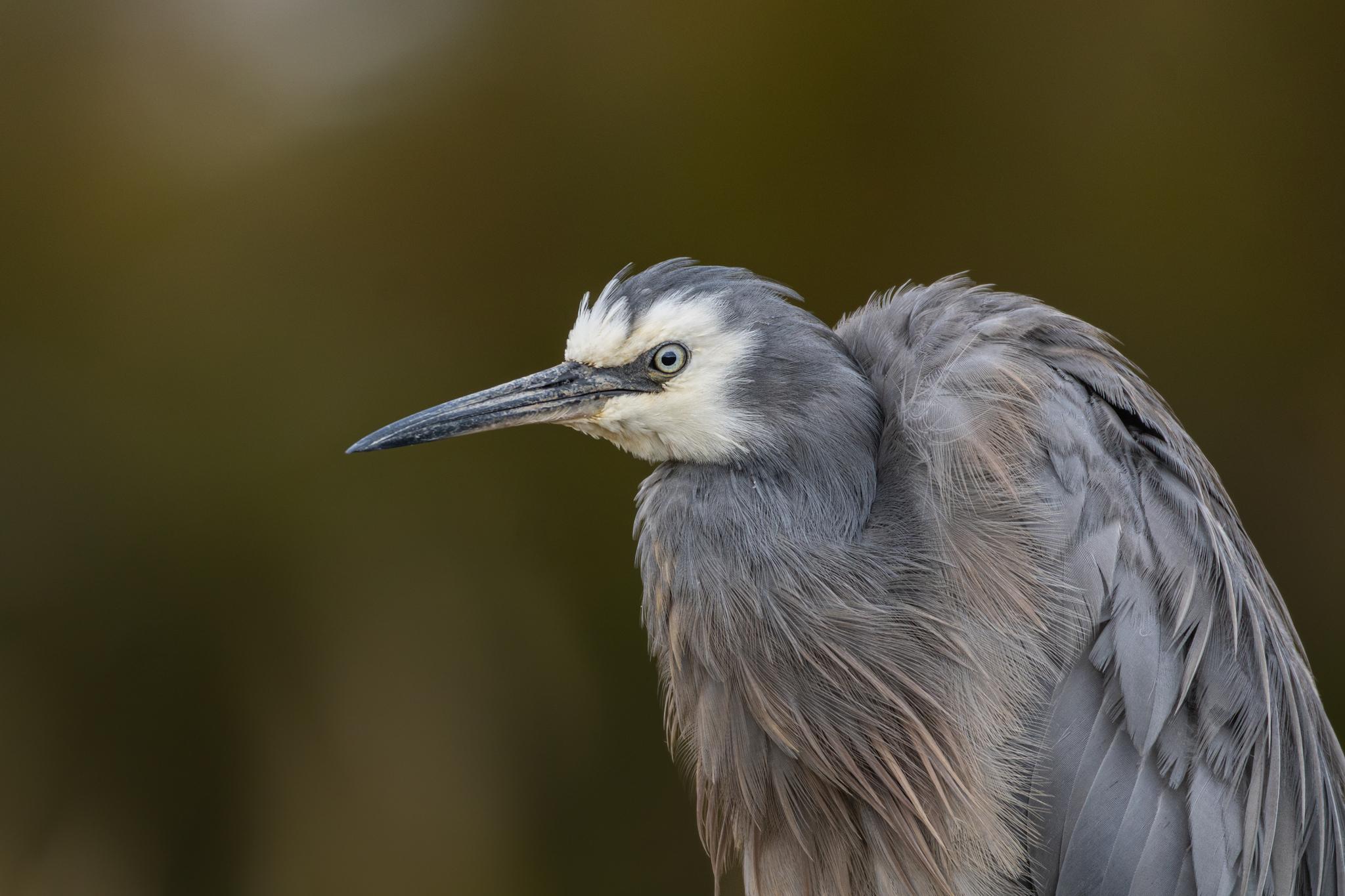 White-faced Heron