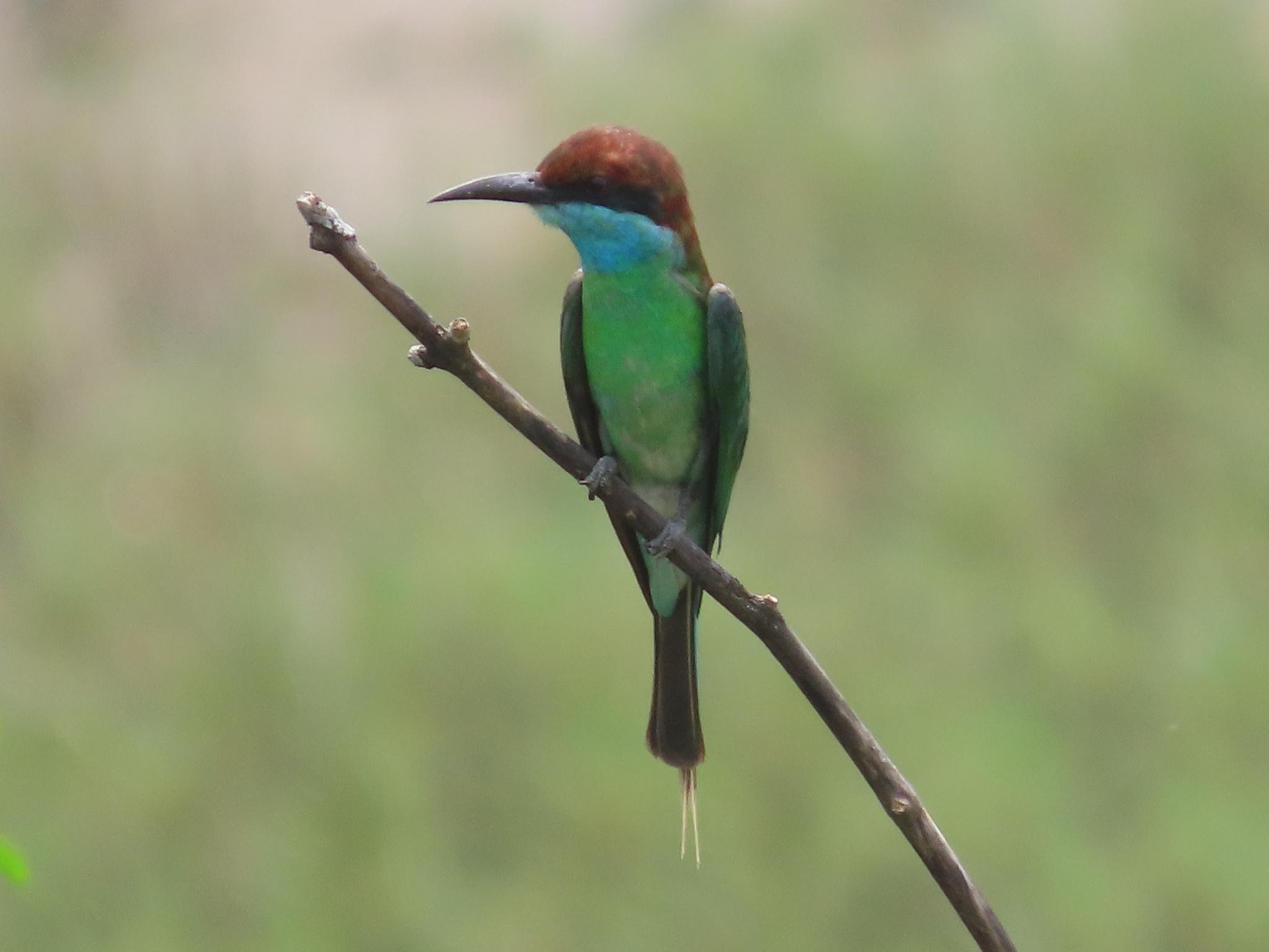 Abejaruco Gorjiazul