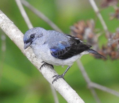 Plain-colored Tanager