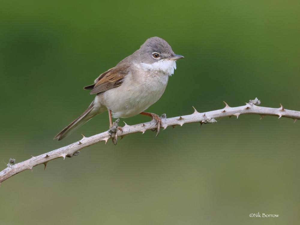 Greater Whitethroat