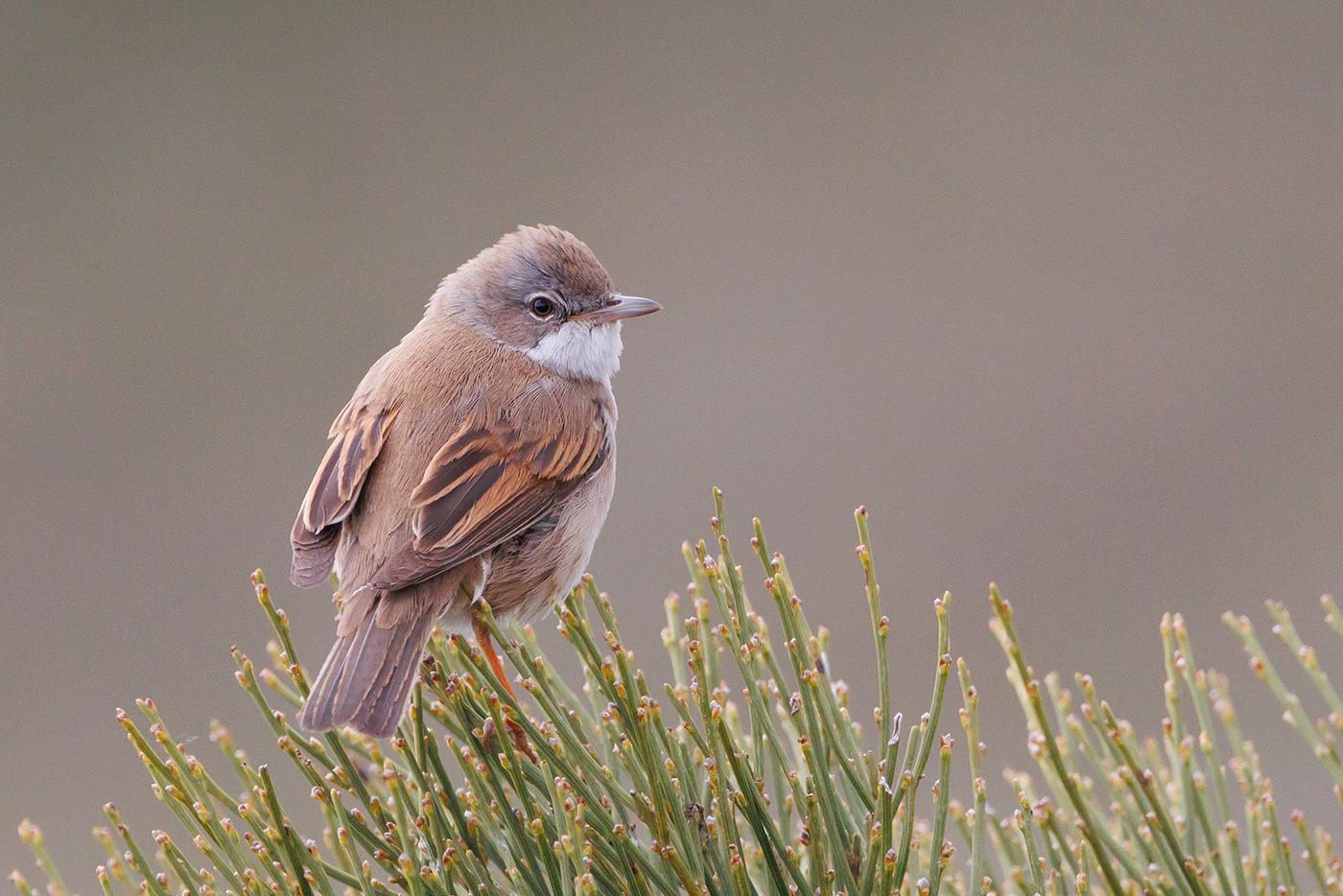 Greater Whitethroat