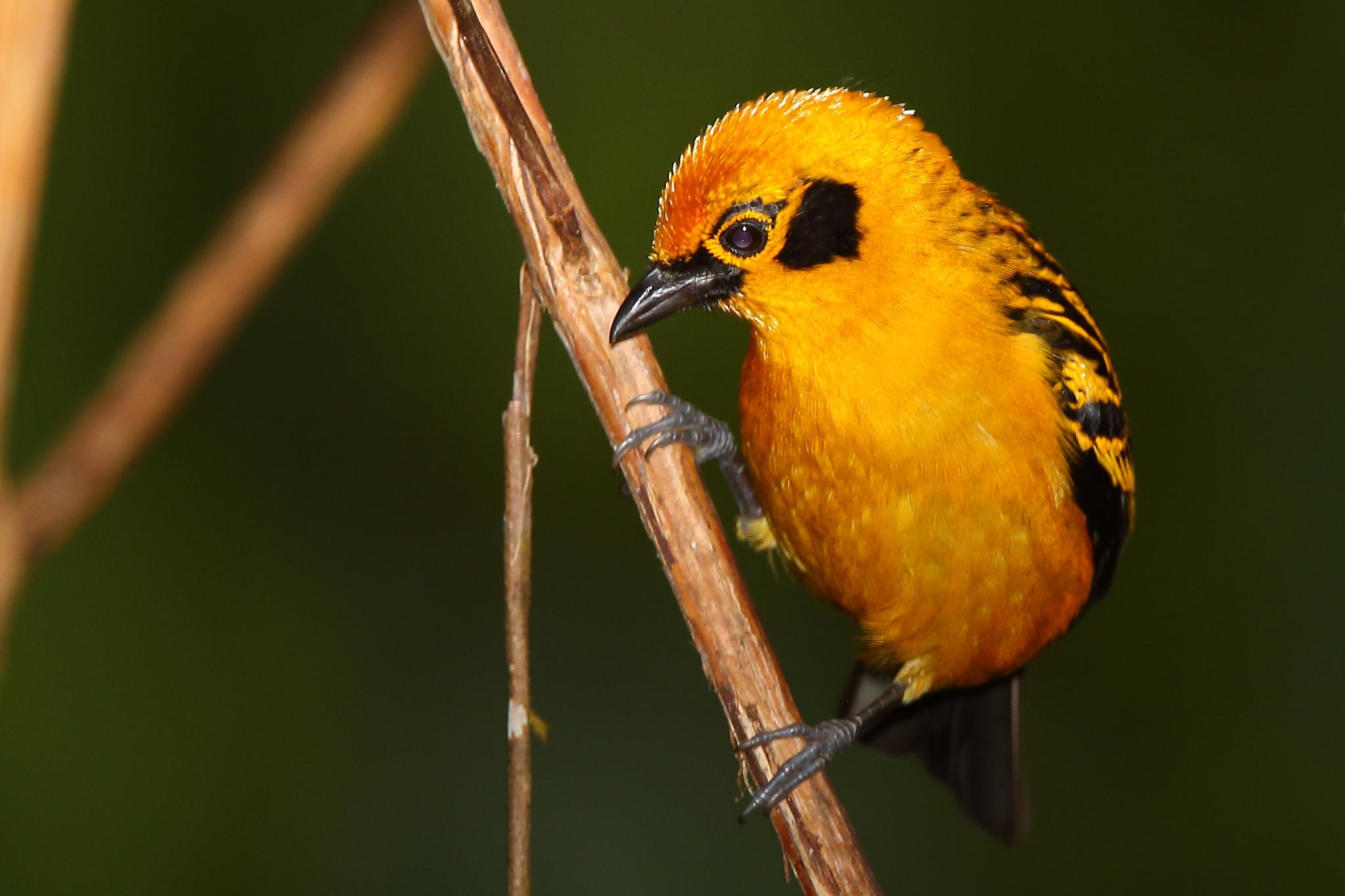 Golden Tanager