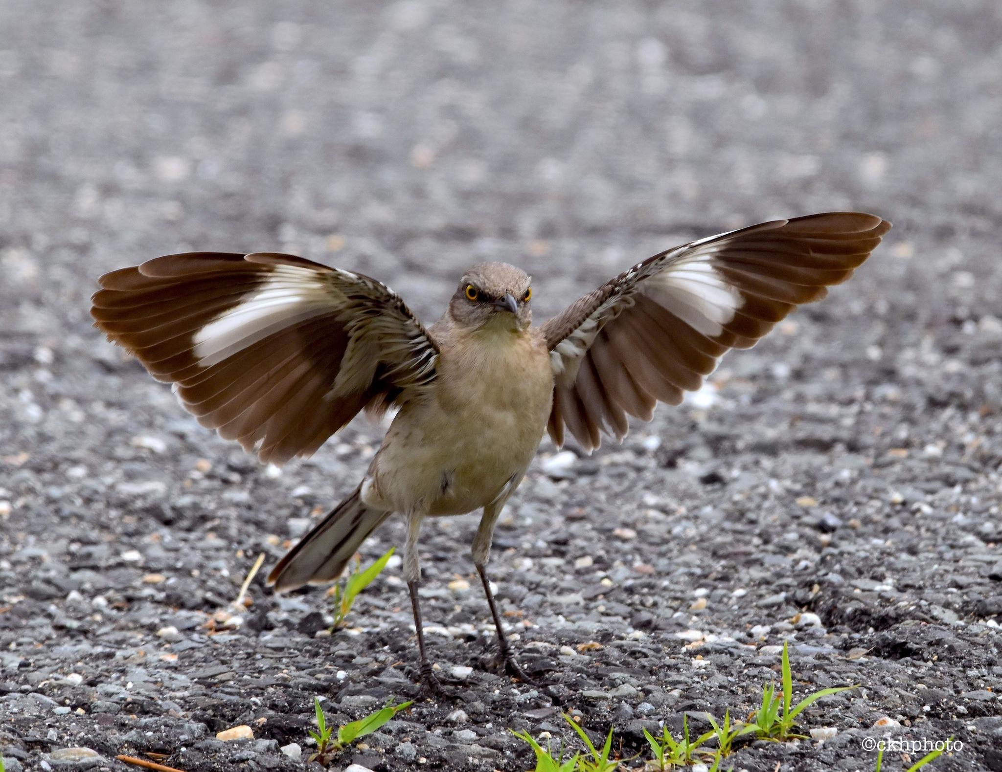 Northern Mockingbird