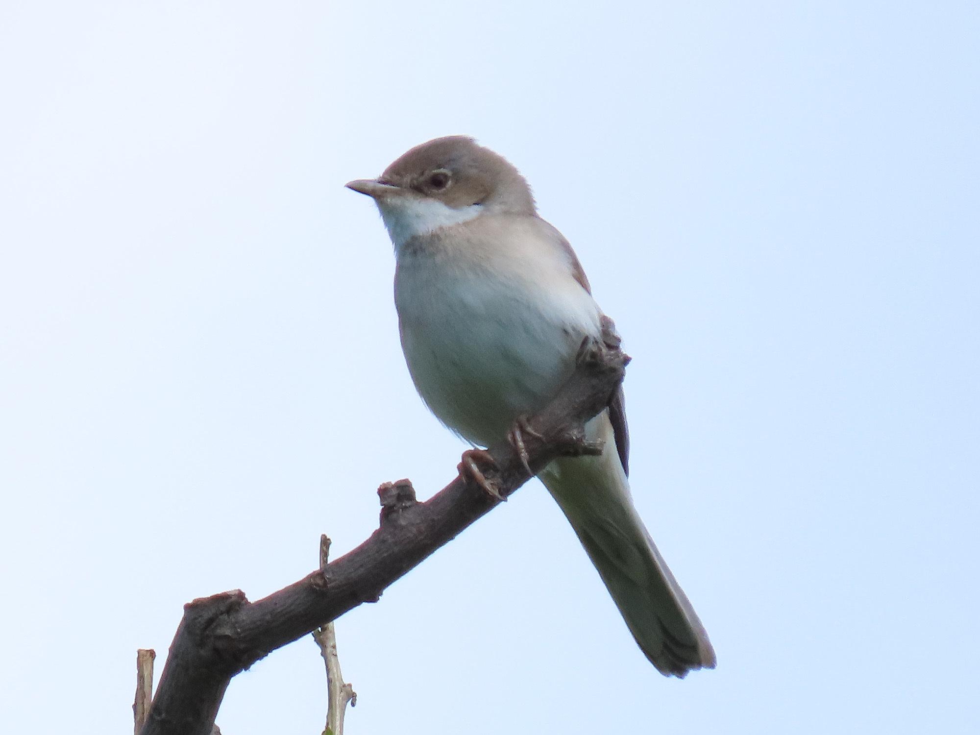 Greater Whitethroat