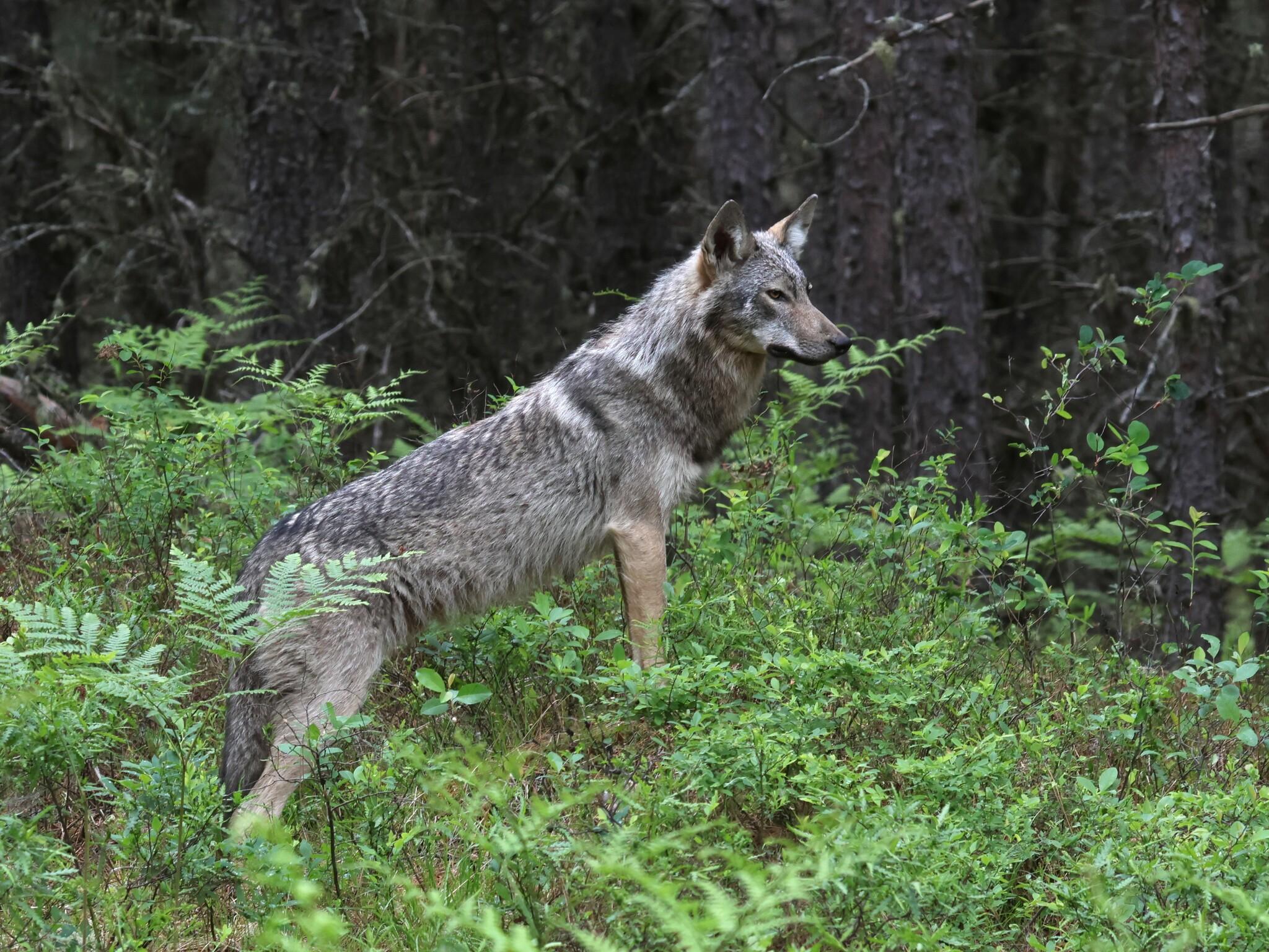 Lobo ciervo