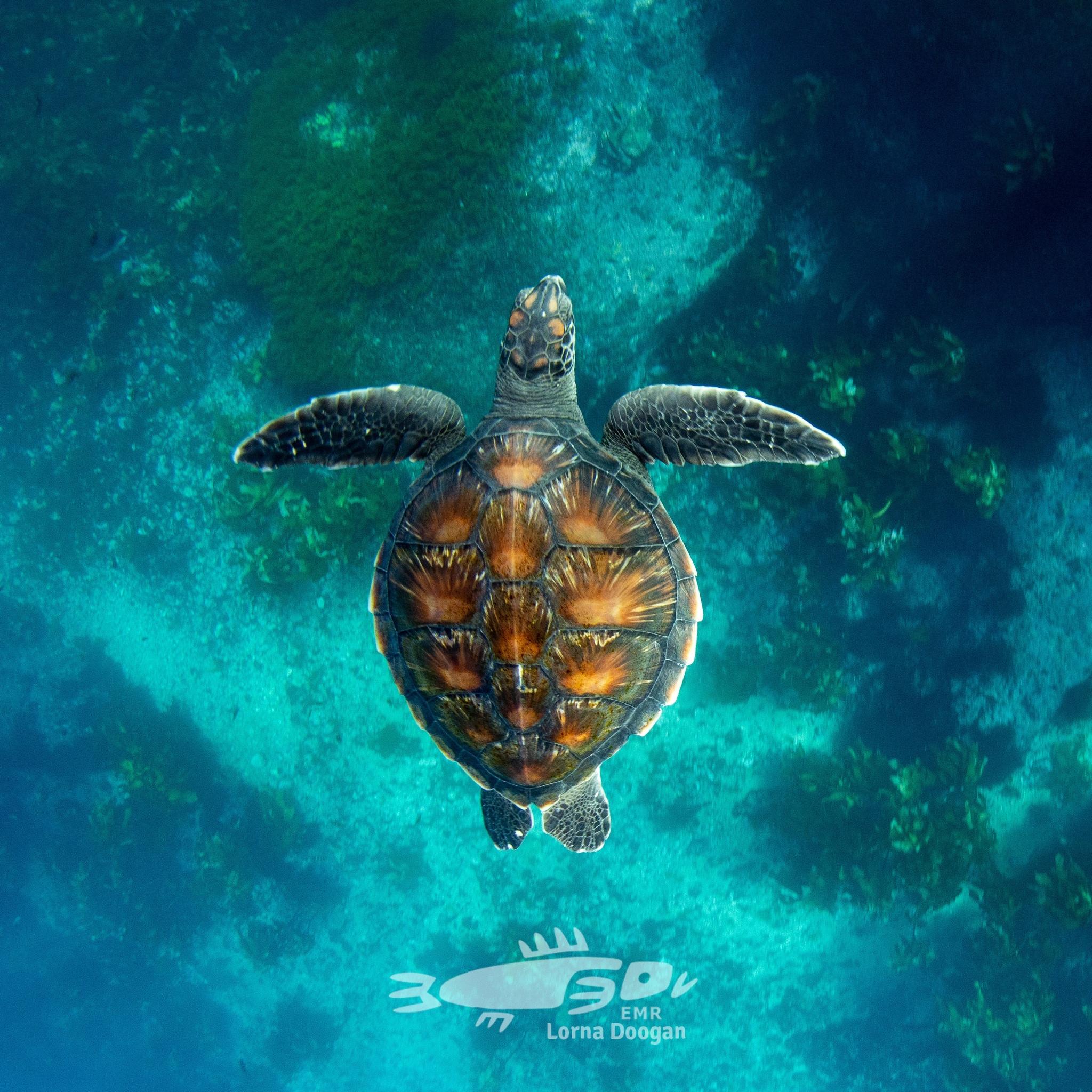 Tortuga verde