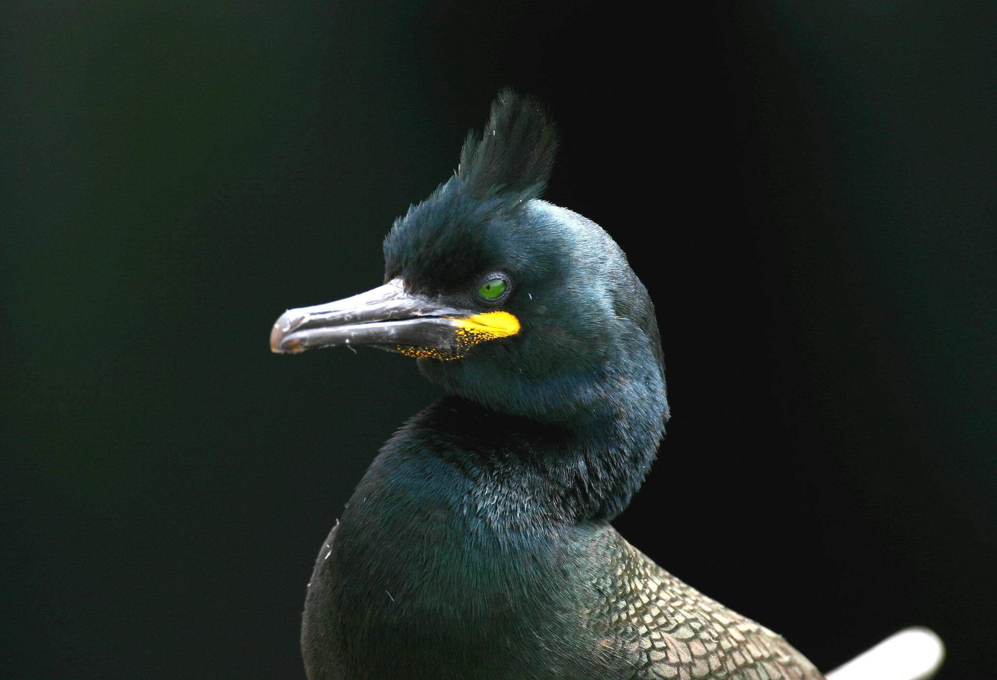 Cormorán moñudo