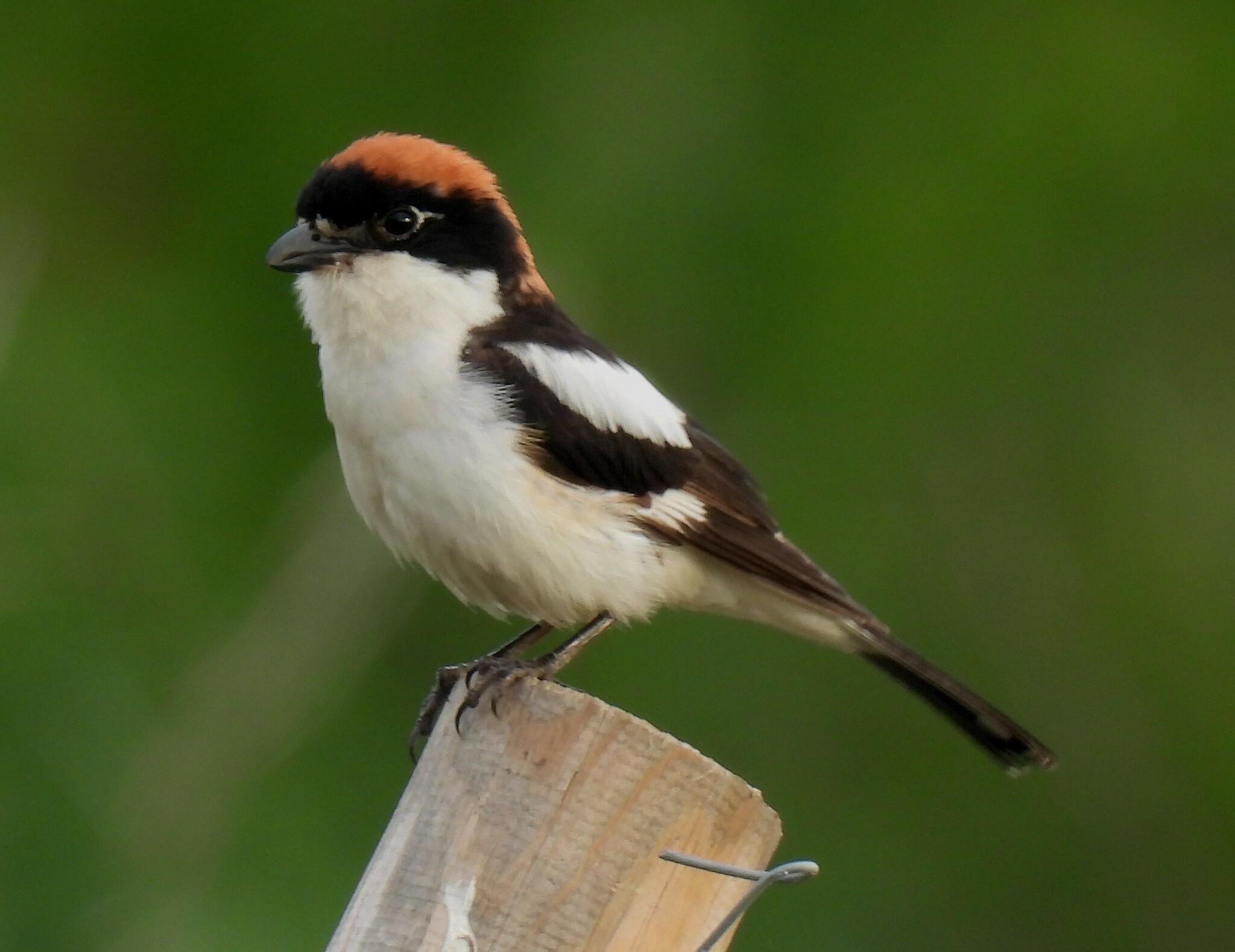 Woodchat Shrike